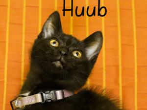 Huub_2