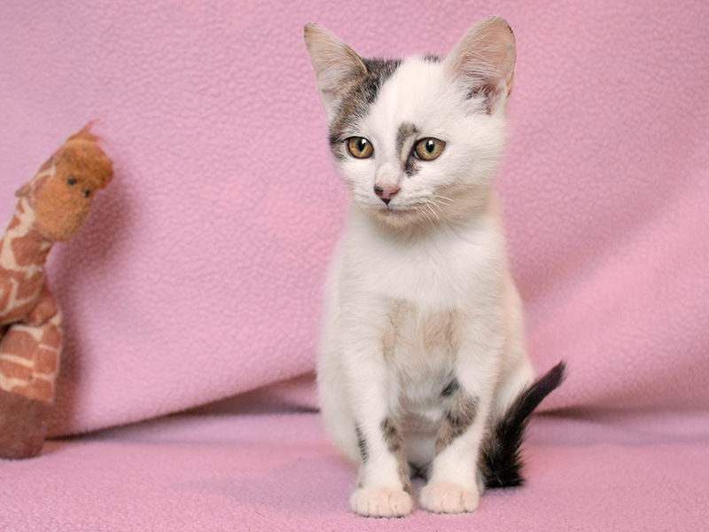 Kitty
