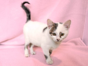 Kitty_2