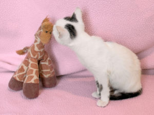 Kitty_3