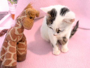 Kitty_4