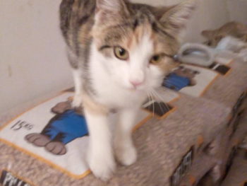 Mici
