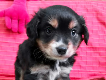 Kaia