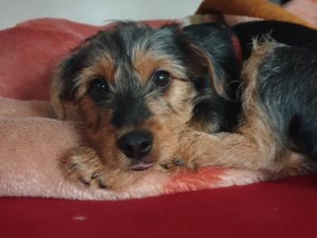 Teddy