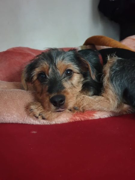 Teddy