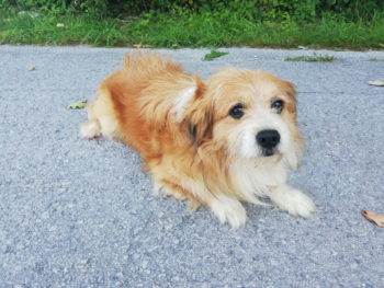 Šad