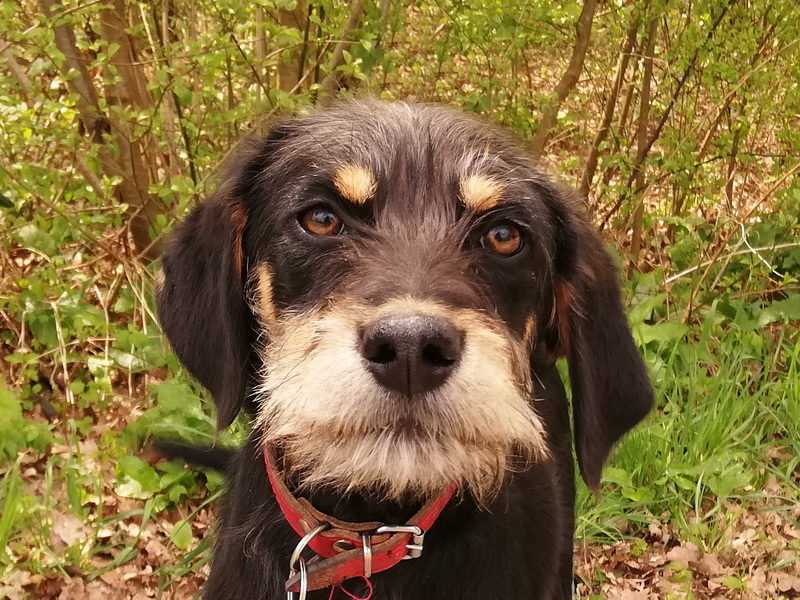 Dollyta
