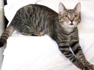 Jaxx_3