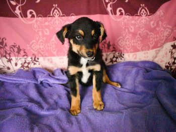 Nelio