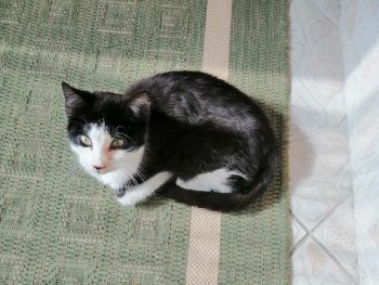 Orlina