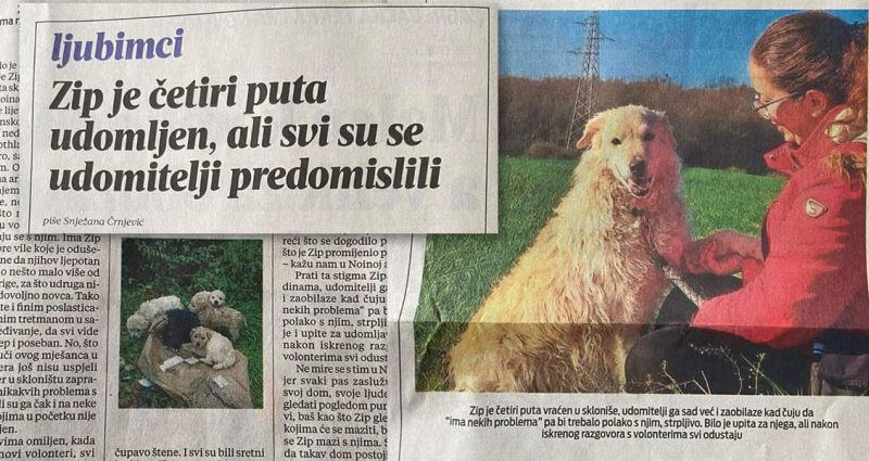 Naš Zip u Večernjem listu – dođite ga upoznati i udomiti! 🥰
