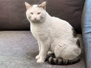 Nuki_2
