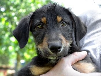 Rotti