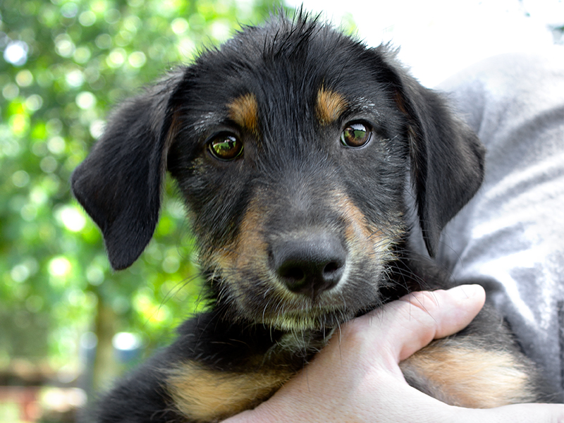 Rotti