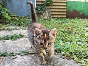 Ruzica_2