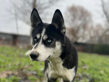Aša