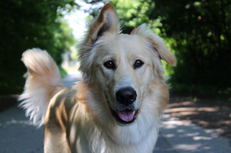 Bailey