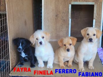 Ferero
