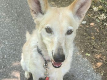 Kaya