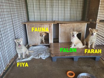 Falon