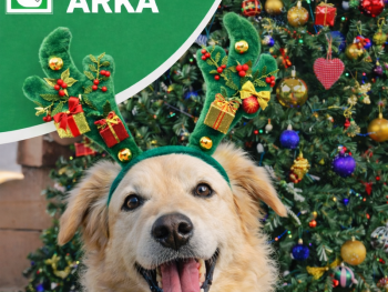 Sretan Božić i novu 2026. godinu želi vam Noina arka 🎄🎄🎄