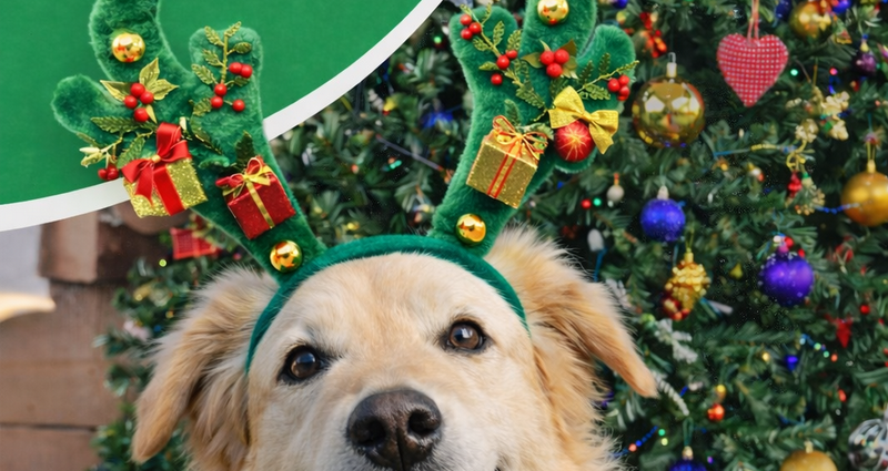 Sretan Božić i novu 2026. godinu želi vam Noina arka 🎄🎄🎄