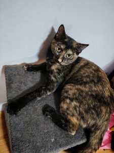 ilea_03