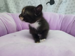 pralina_2