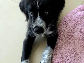 Tim