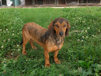 Tirra